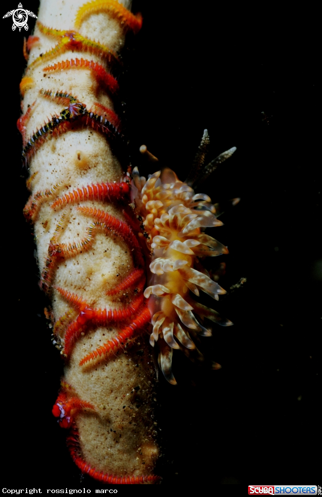 A Nudibranch