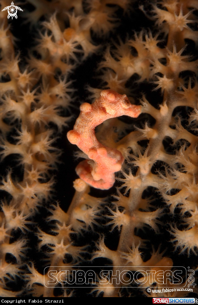 A Pigmy seahorse