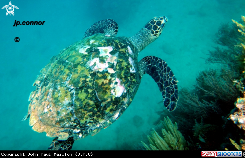 A Tortue à écailles