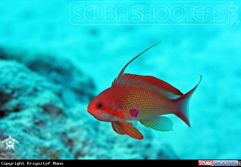 A Lyretail Anthias