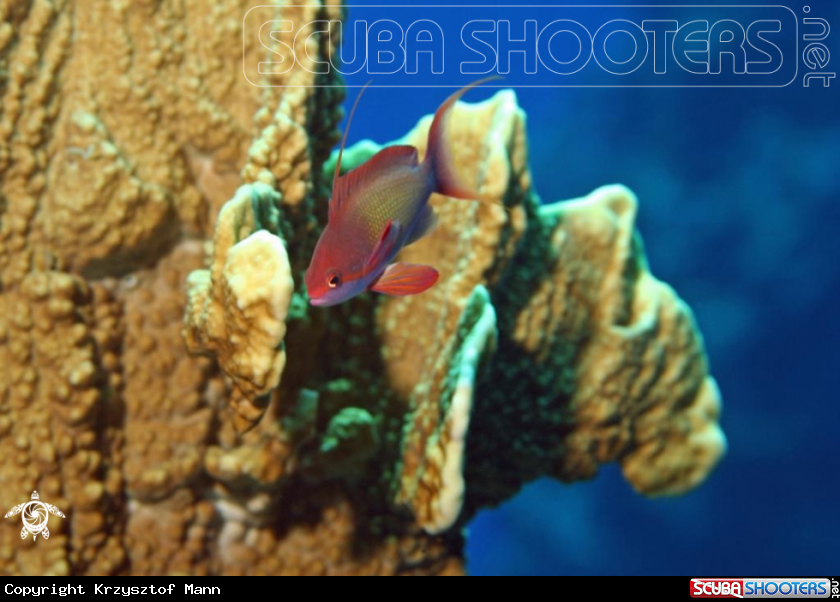 A Lyretail Anthias