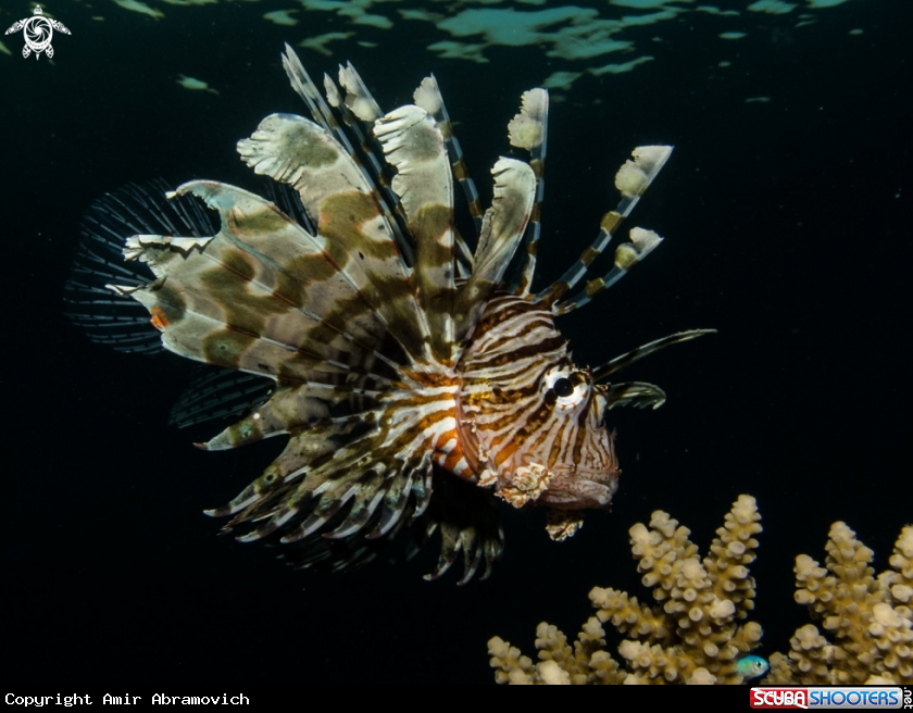 A underwater creature