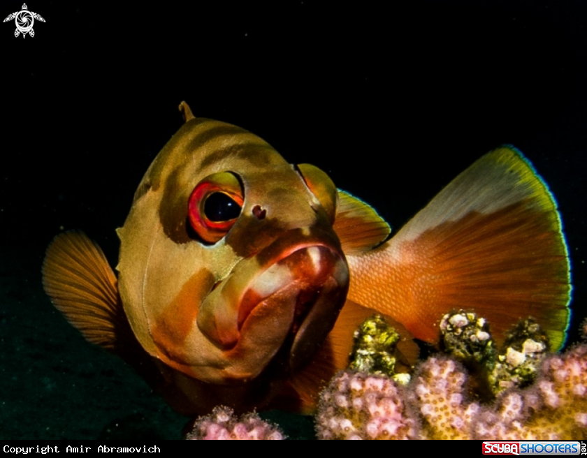 A underwater creature