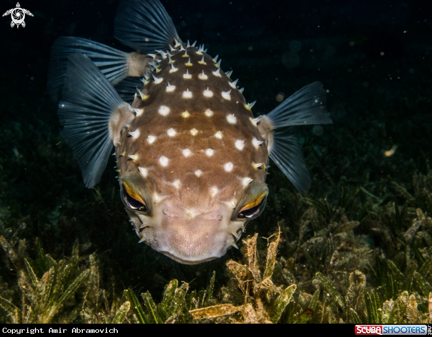 A underwater creature