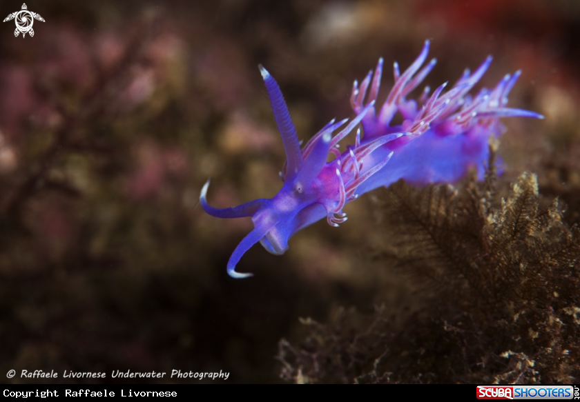 A Flabellina affinis