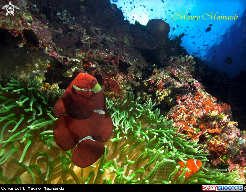 A Reef panorama