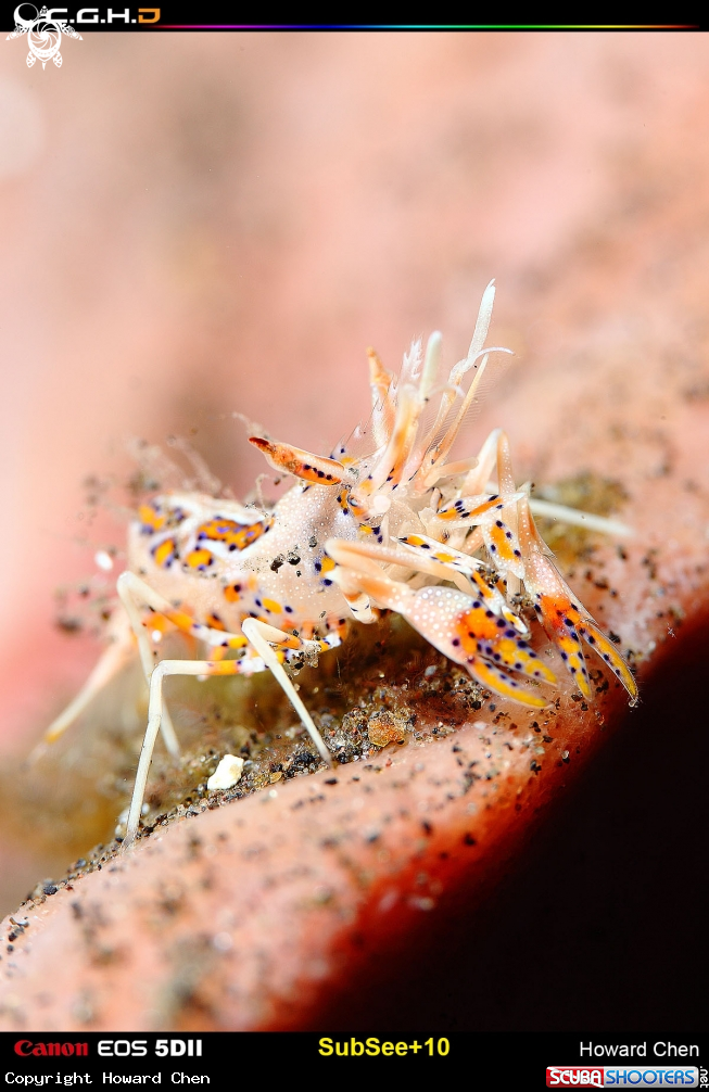 A underwater creature