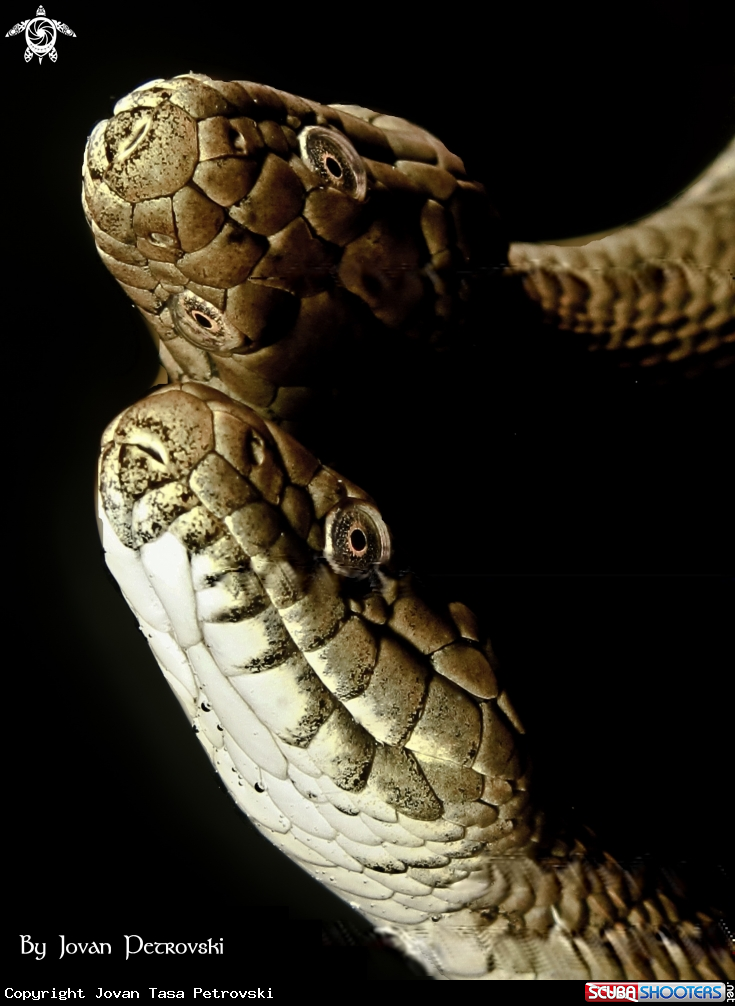 A Vodena zmija Ribarica / Water snake - Ribarica.