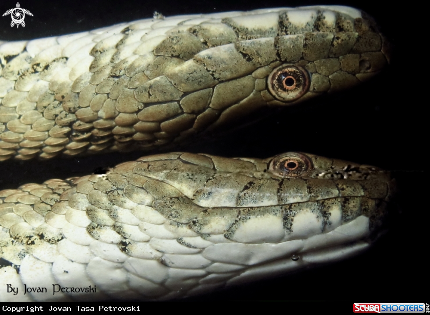 A Vodena zmija Ribarica / Water snake - Ribarica.