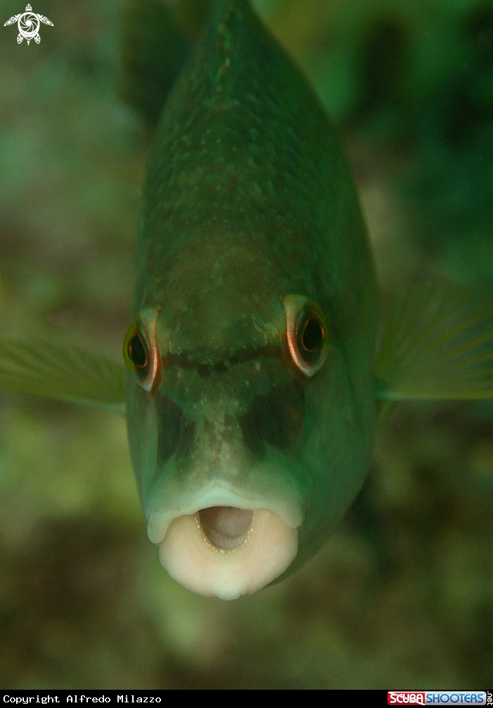 A Tordo verde