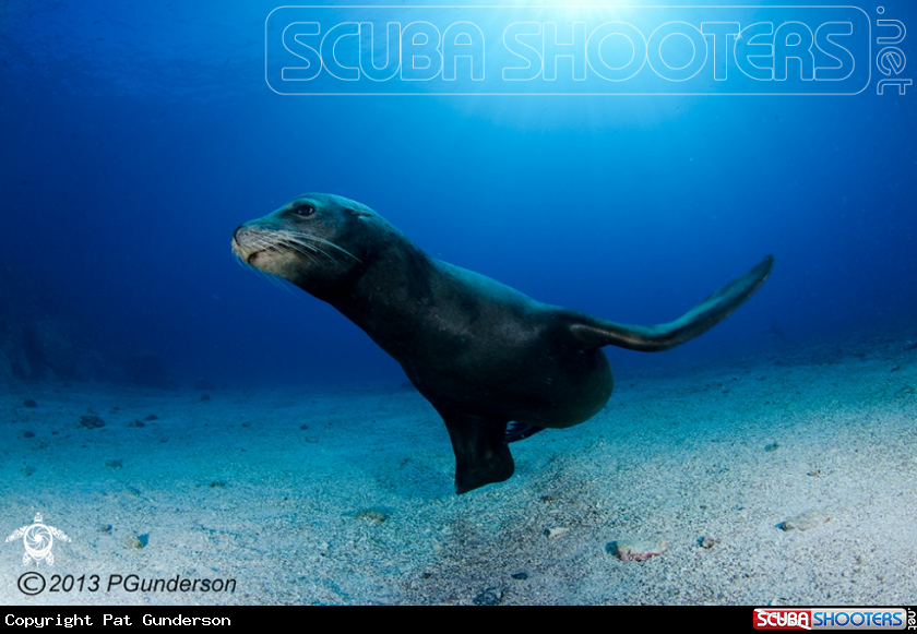 A California Sea Lion
