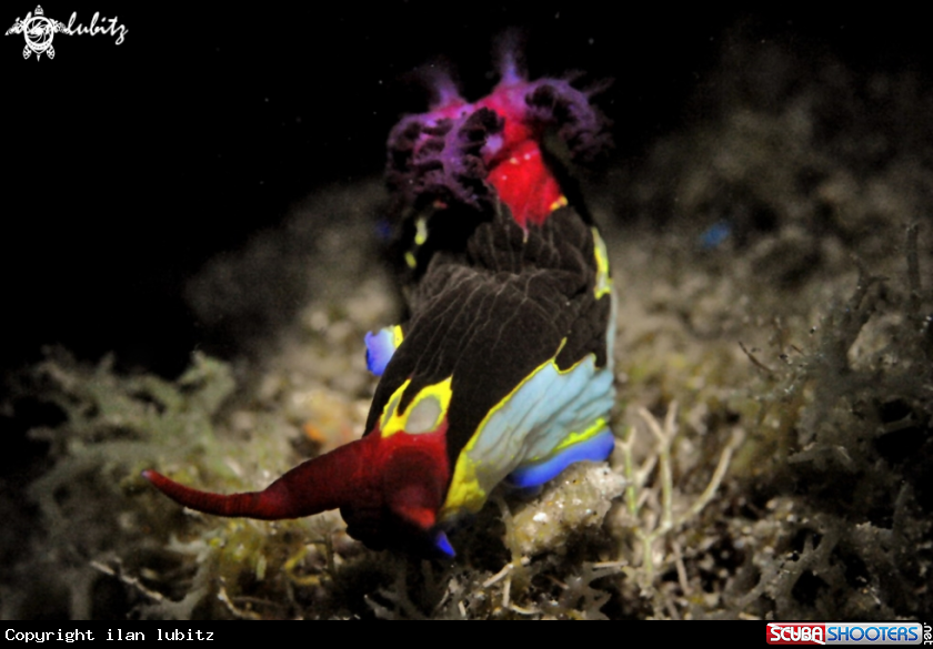 A Nudibranch