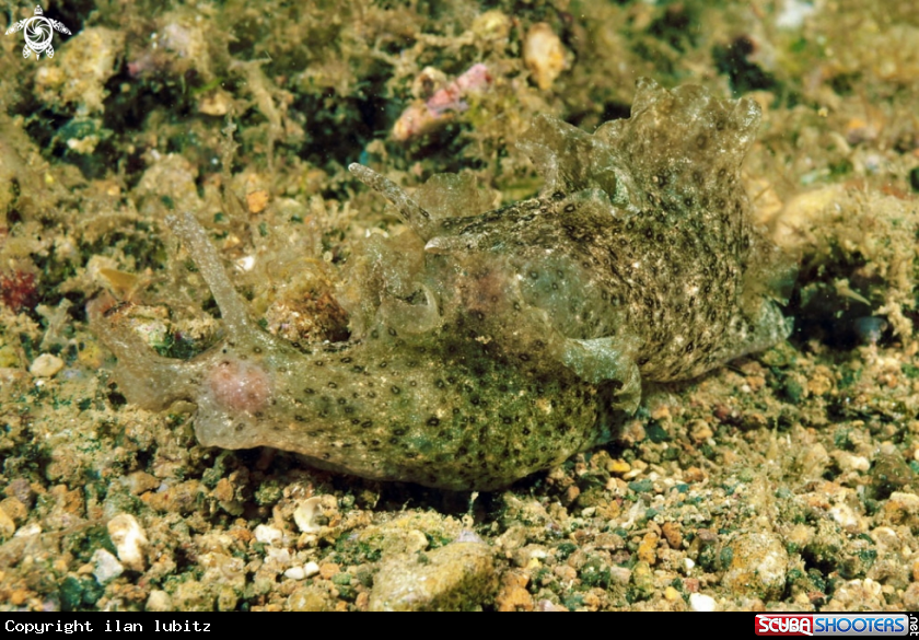 A sea slug