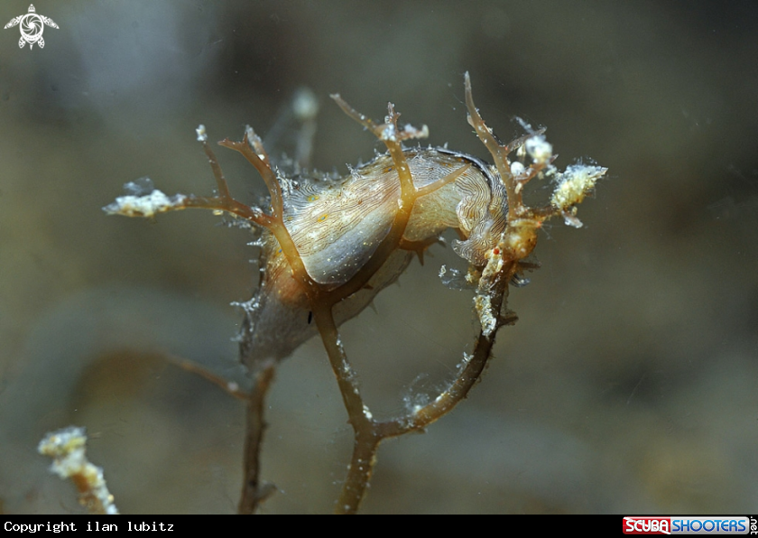 A sea slug