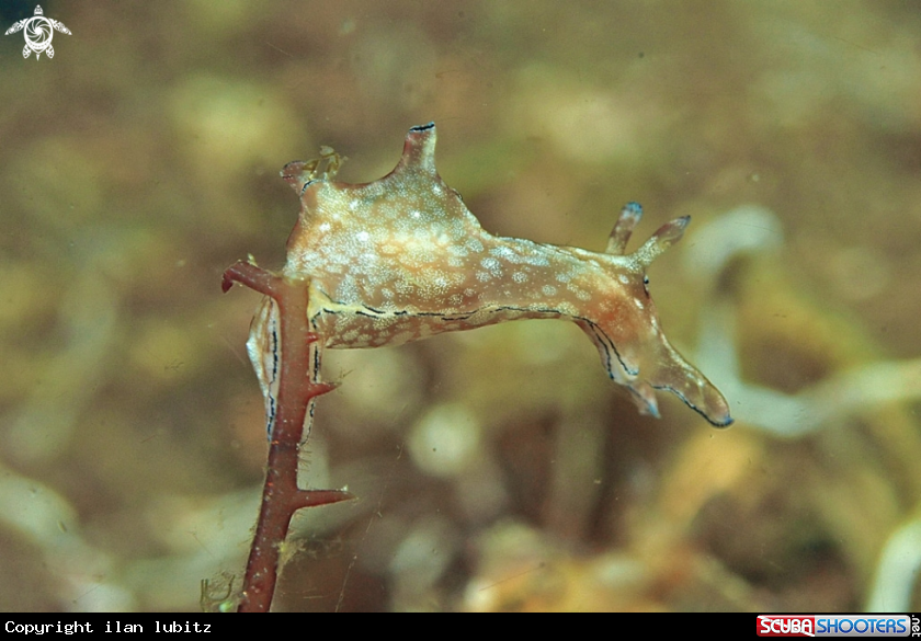 A sea slug