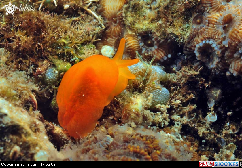 A sea slug