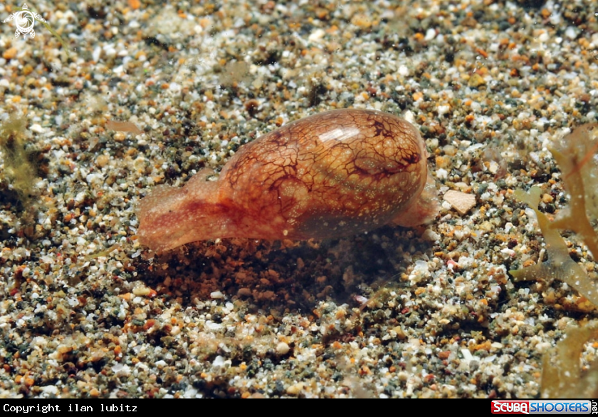 A sea slug