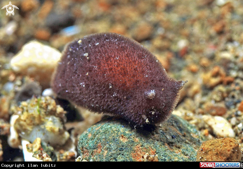 A sea slug