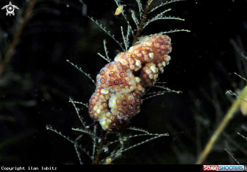 A sea slug