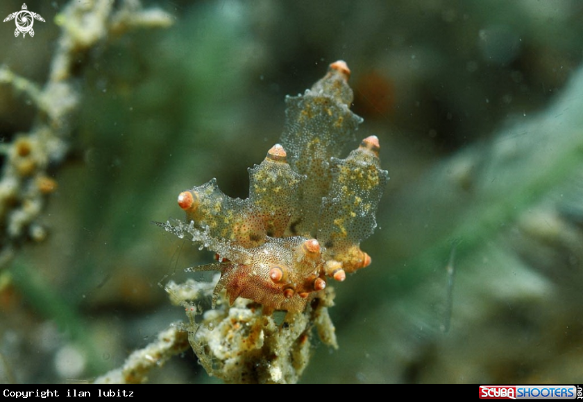 A sea slug