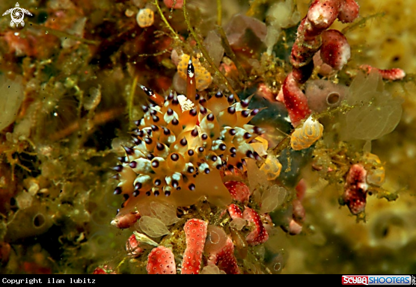 A Nudibranch