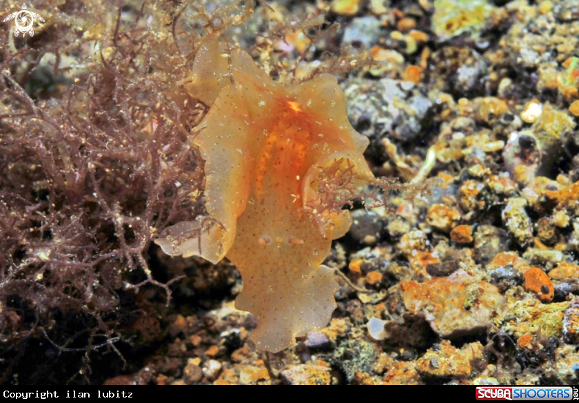 A sea slug