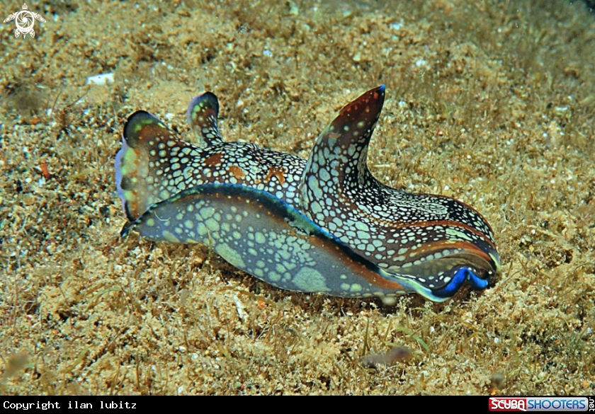 A sea slug