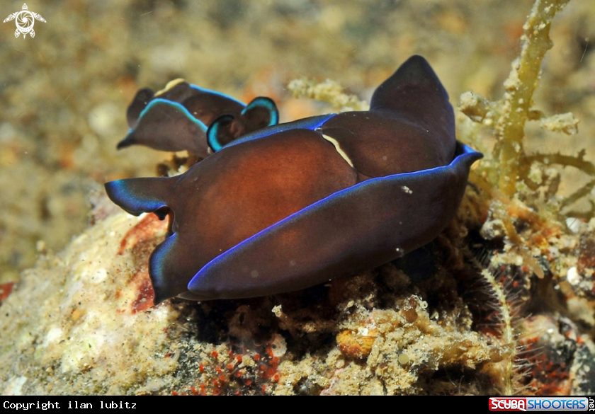 A sea slug