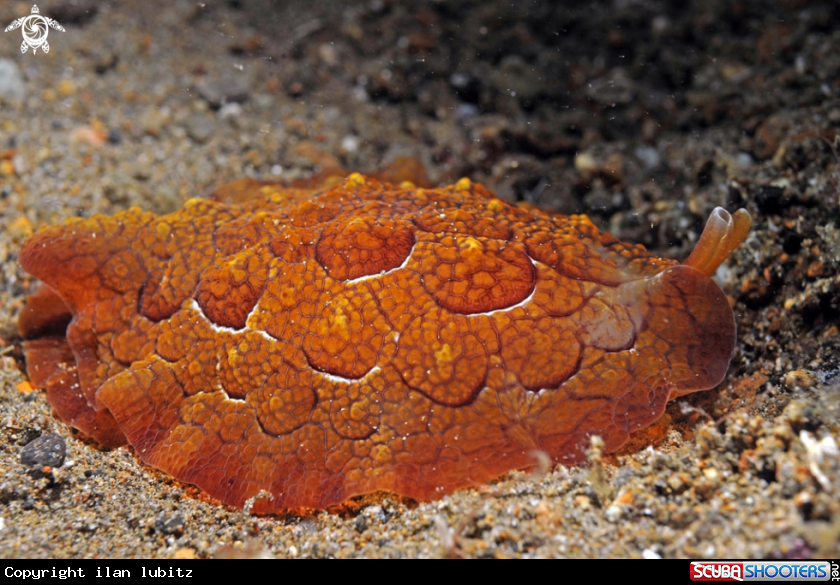 A sea slug