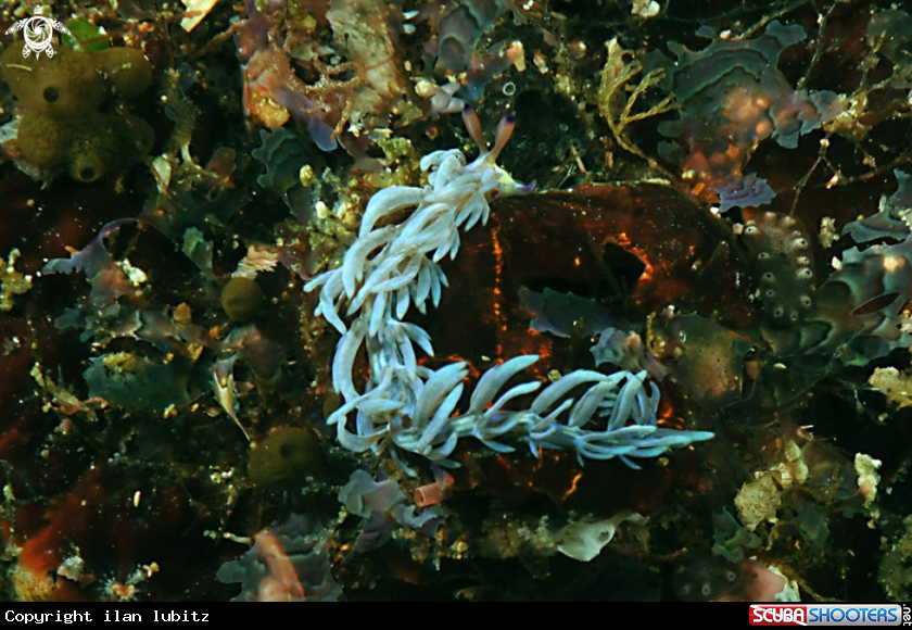 A Nudibranch