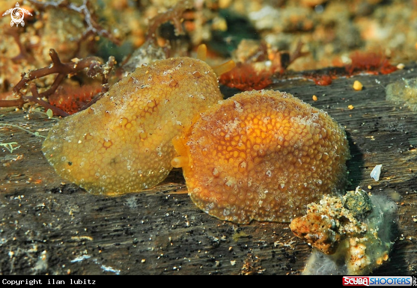 A sea slug