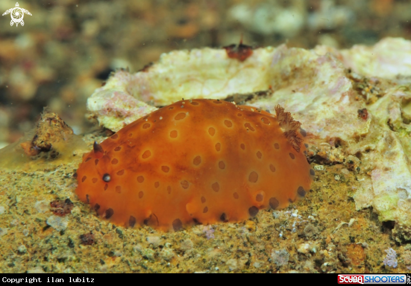 A sea slug