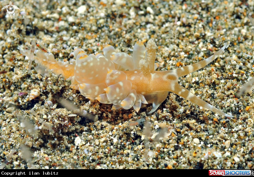 A Nudibranch