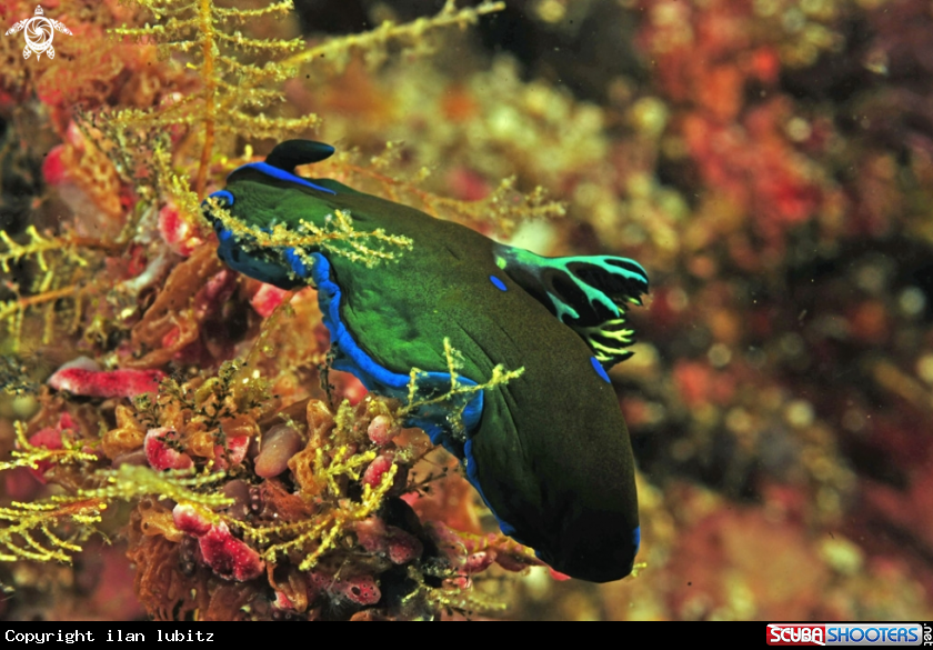 A Nudibranch