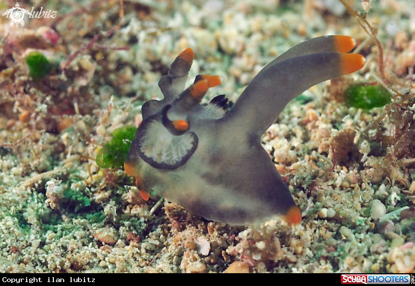 A Nudibranch