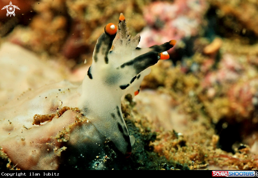 A Nudibranch