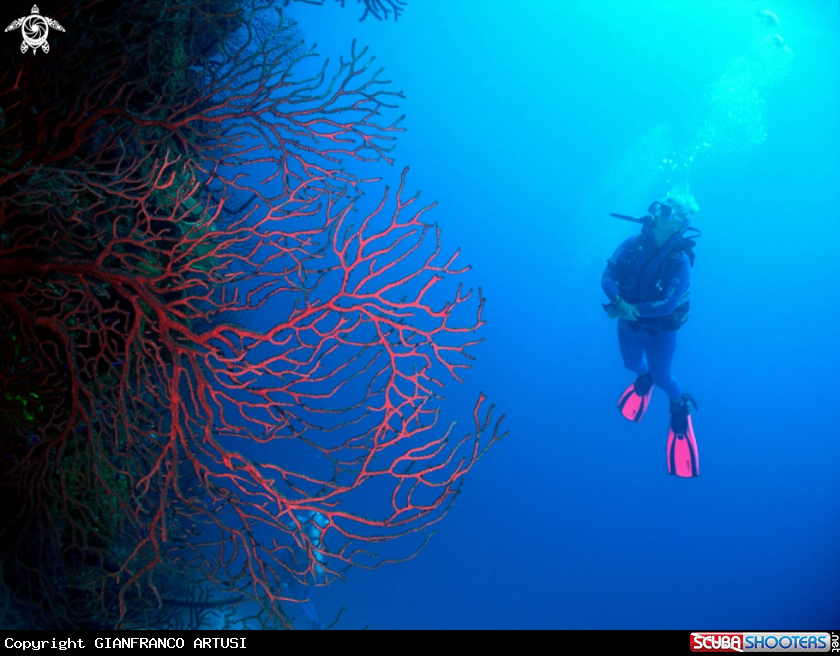 A underwater creature