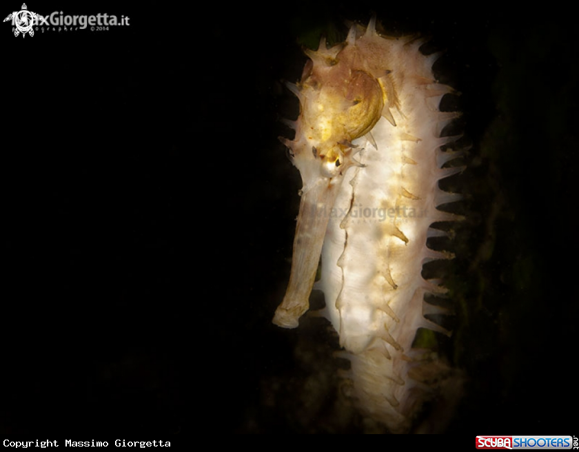 A white sea horse