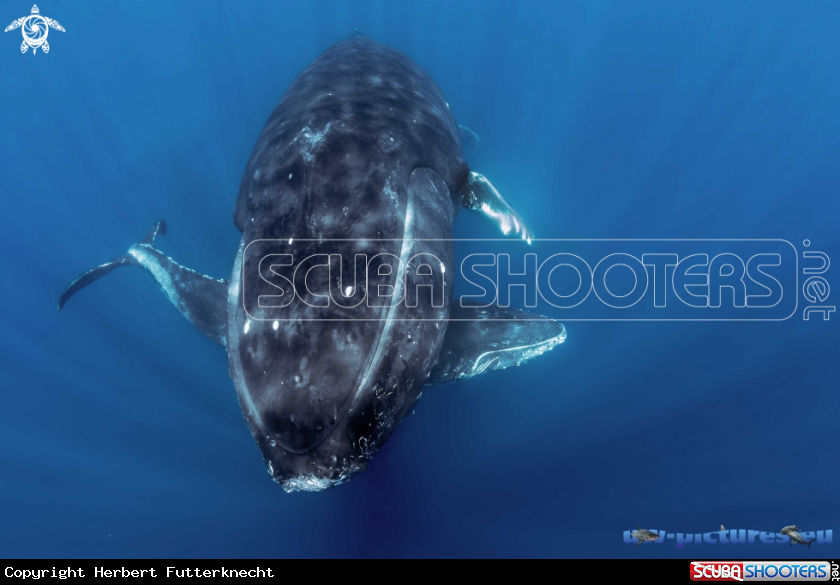 A Giants at Socorro