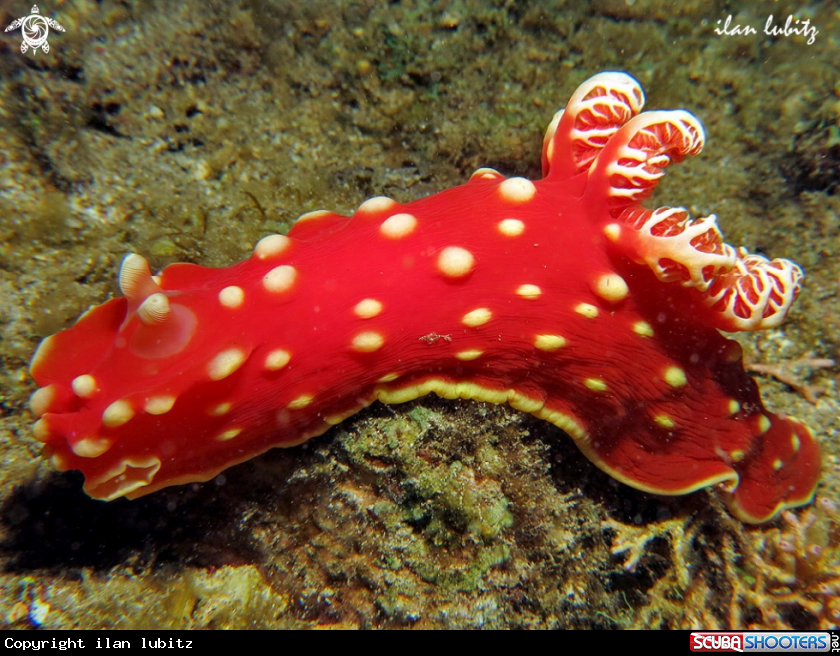 A Nudibranch