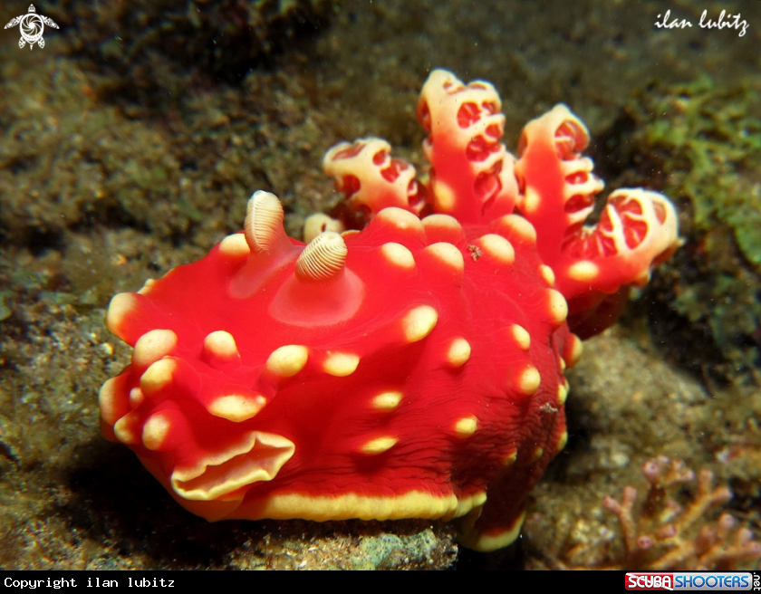 A Nudibranch