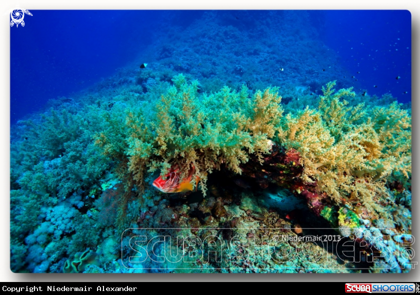 A Longjawed squirrelfish