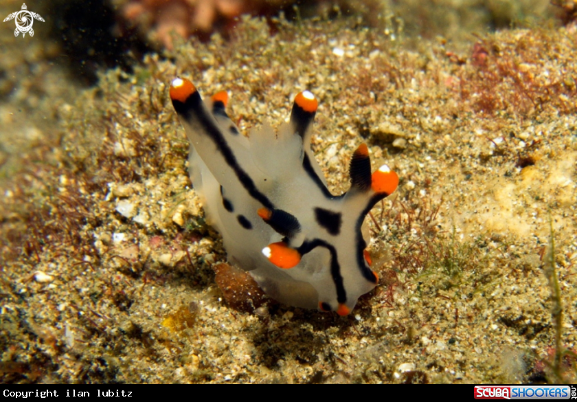 A Nudibranch