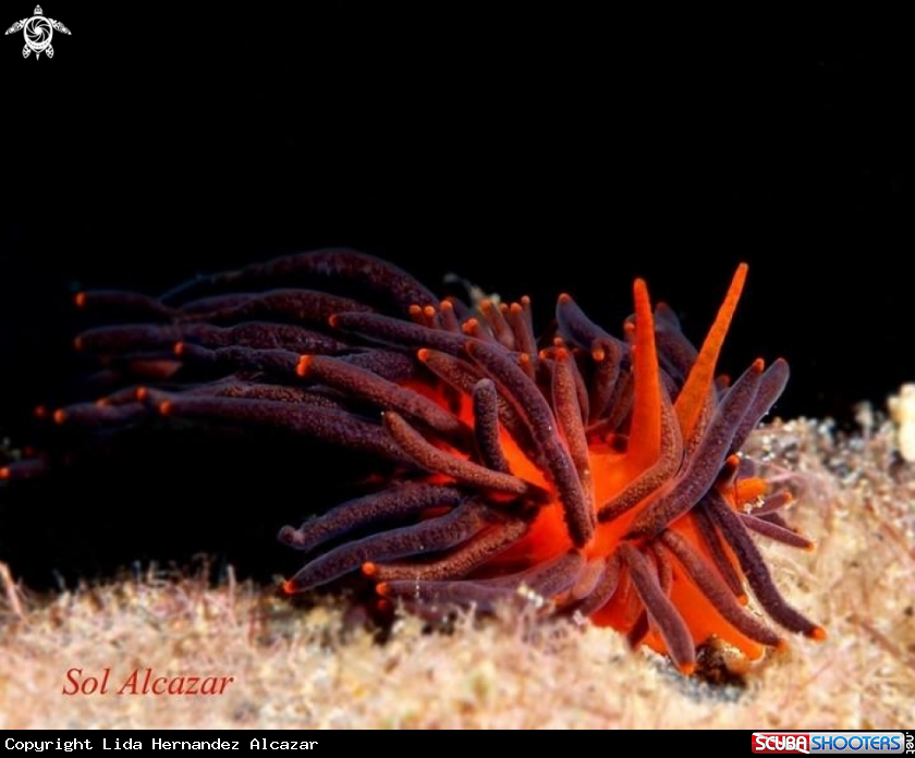 A Nudibranch Melanobranchia