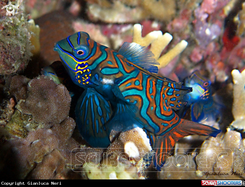 A Mandarin fish