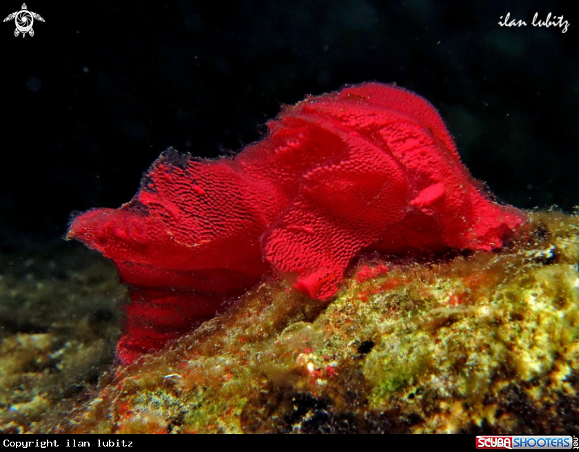 A Nudibranch