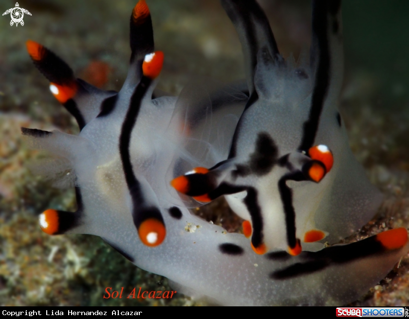 A nudibranch