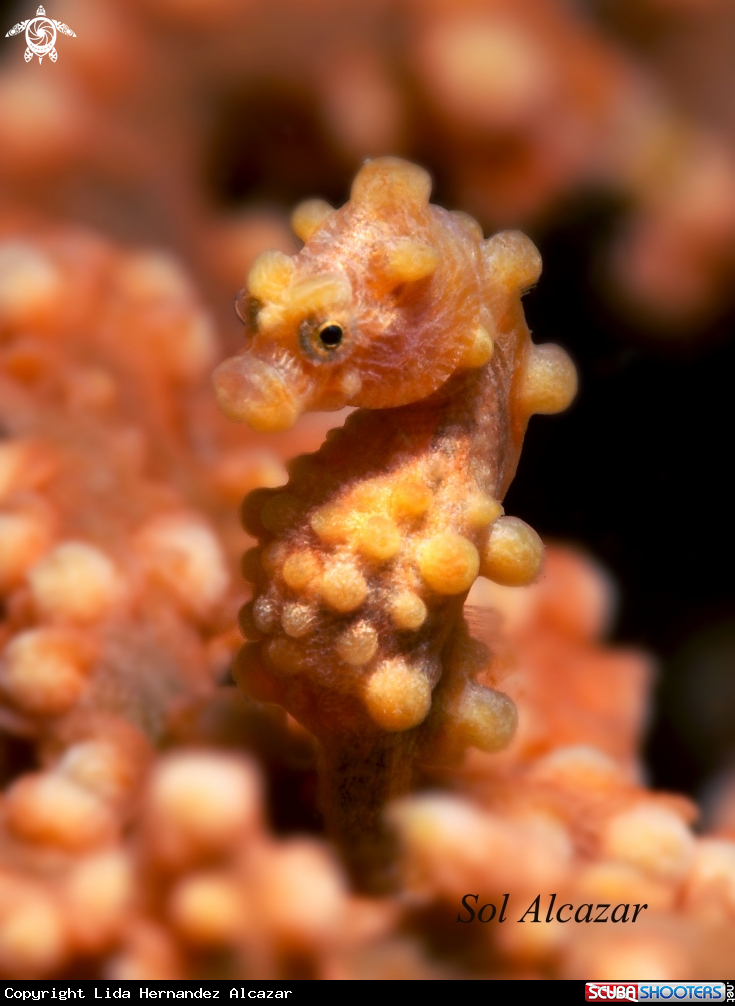 A pygmy seahorse