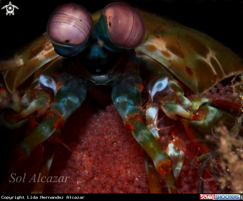 A mantis shrimp