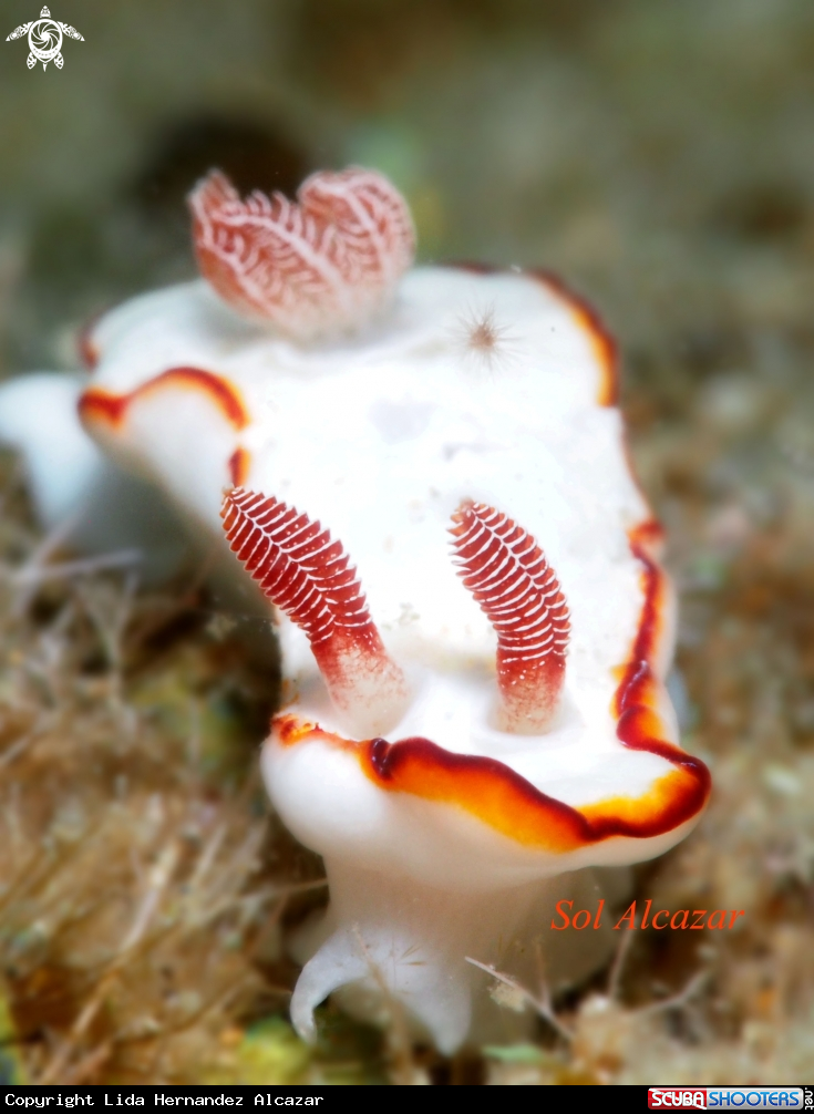 A nudibranch